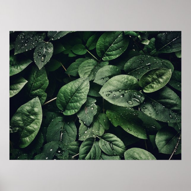 Djup Grönt Jungle Löv Foliage Poster (Framsidan)