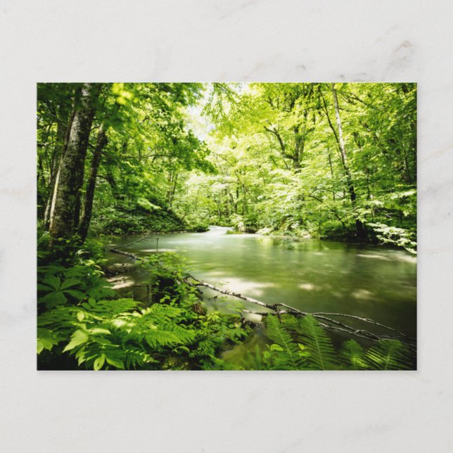 Djup i skogen vykort (Framsida)