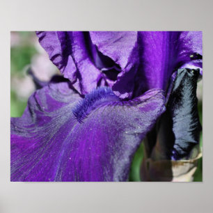 Djup Lila Bearded Iris Flower Petal Poster