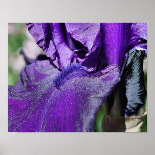 Djup Lila Bearded Iris Flower Petal Poster (Framsidan)