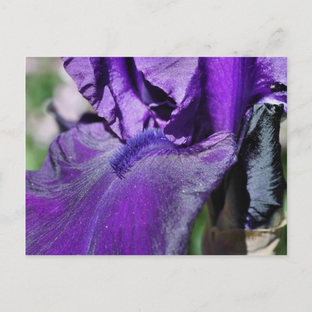Djup Lila Bearded Iris Flower Petal Vykort (Framsida)
