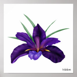 Djup Lila Bog Vatten Iris Illustration Poster