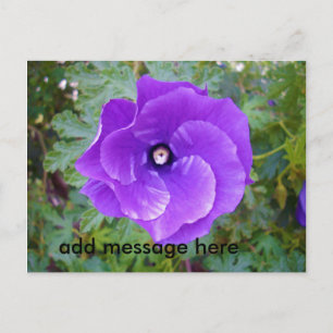 Djup Lila Hibiscus Flower Vykort