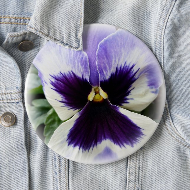 djup lila på vit pansy knapp (In Situ)