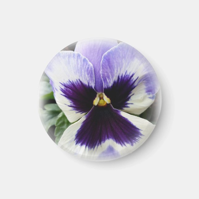 djup lila på vit pansy magnet (Framsidan)