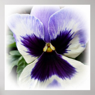 djup lila på vit pansy poster