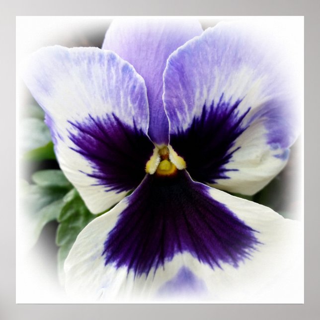 djup lila på vit pansy poster (Framsidan)