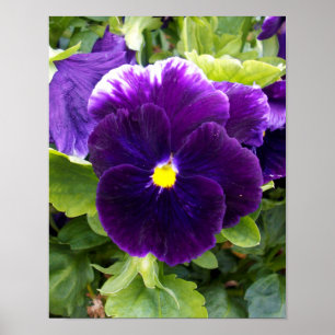 Djup Lila Pansy, Poster