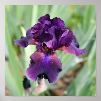Djup Lila Skäggiris Blomma Poster