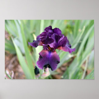 Djup lila skägglilja blomma poster