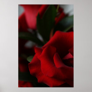 Djup, Mörk Röd ros Poster