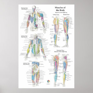 Djup Muskelanatomi Diagram Poster