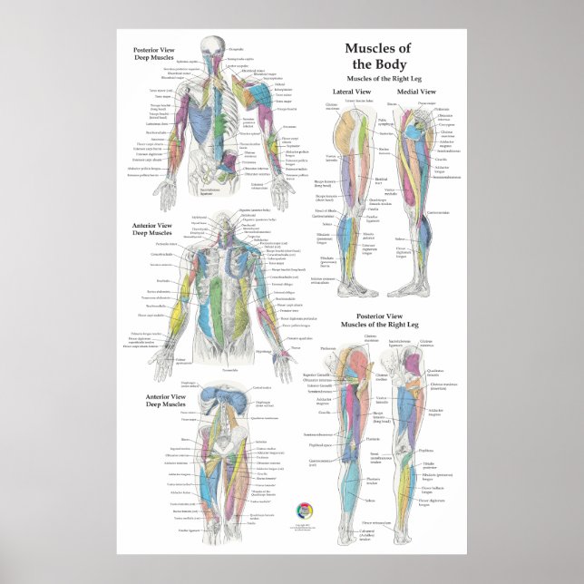 Djup Muskelanatomi Diagram Poster (Framsidan)