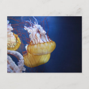 Djup Ocean Jelly Fish Vykort