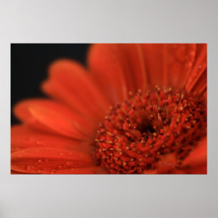 Djup orange Gerbera Poster