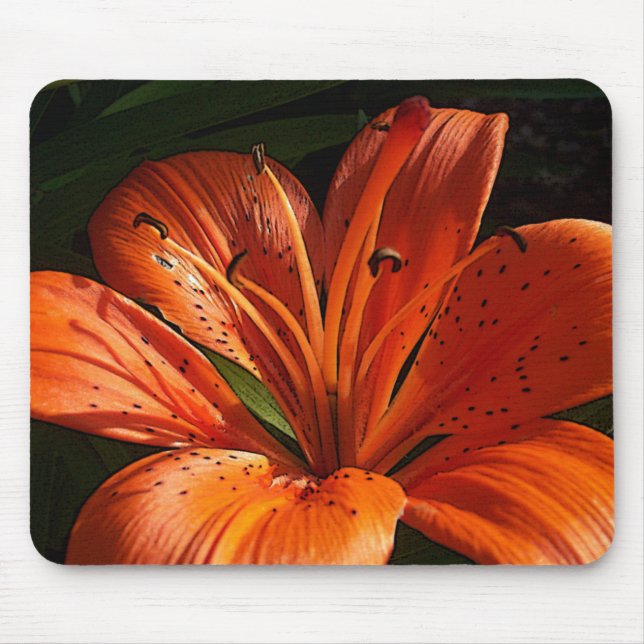 Djup orange musmatta (Framsidan)