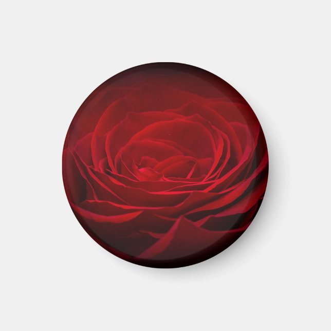 Djup Röd Blodros På Svart Magnet (Framsidan)
