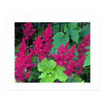 Djup Rosa Astilbe Blommor Blommig