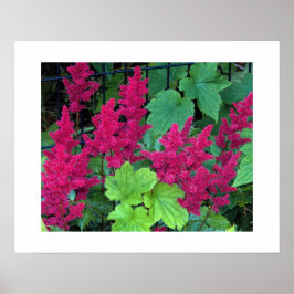 Djup Rosa Astilbe Blommor Blommig Poster
