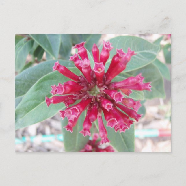 Djup rosa Blommor Vykort (Framsida)
