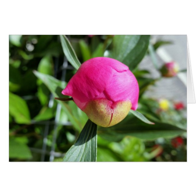 djup rosa hälsningskort (Framsidan Horizontal)