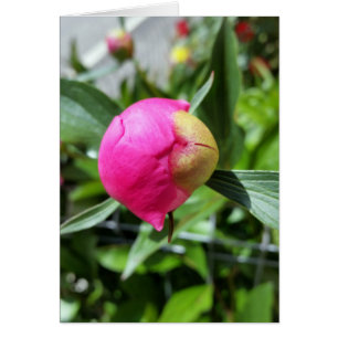 djup rosa hälsningskort