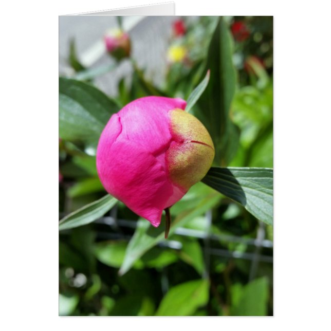 djup rosa hälsningskort (Framsidan)