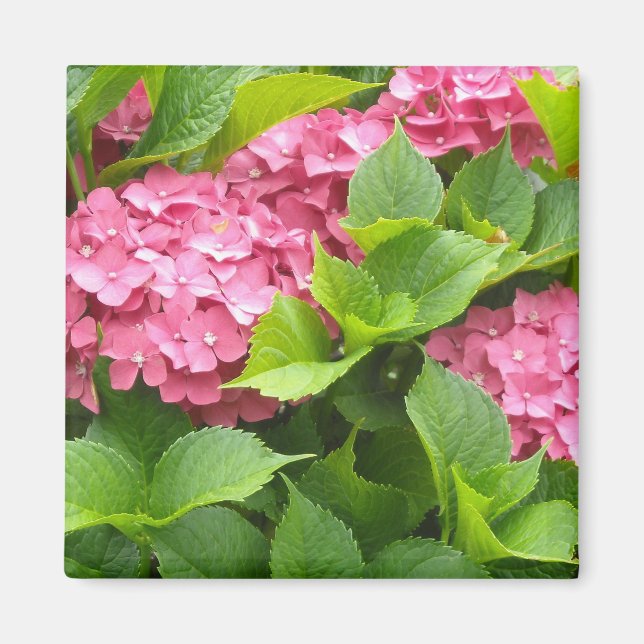 Djup Rosa Hydrangeas Magnet (Framsidan)