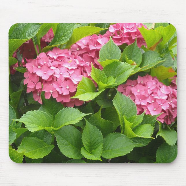 Djup Rosa Hydrangeas Musmatta (Framsidan)