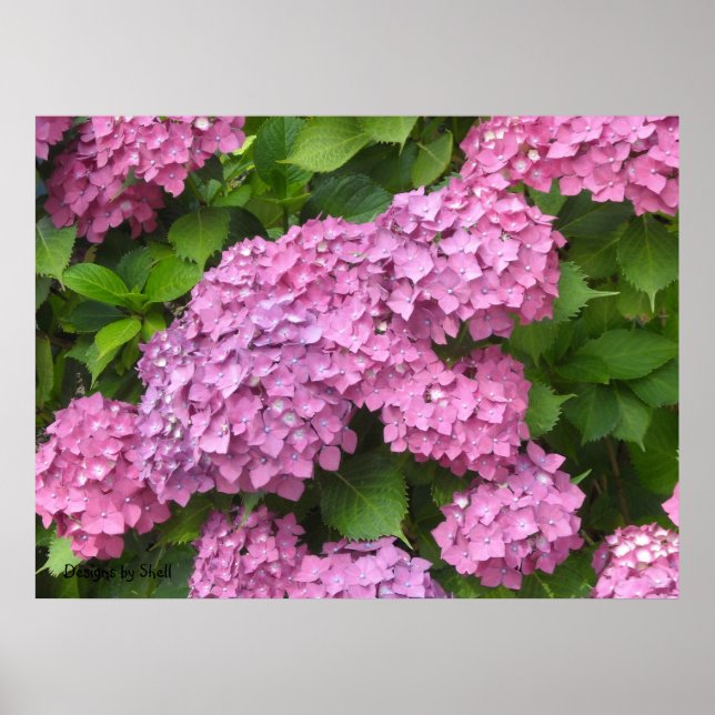 Djup Rosa Hydrangeas Poster (Framsidan)
