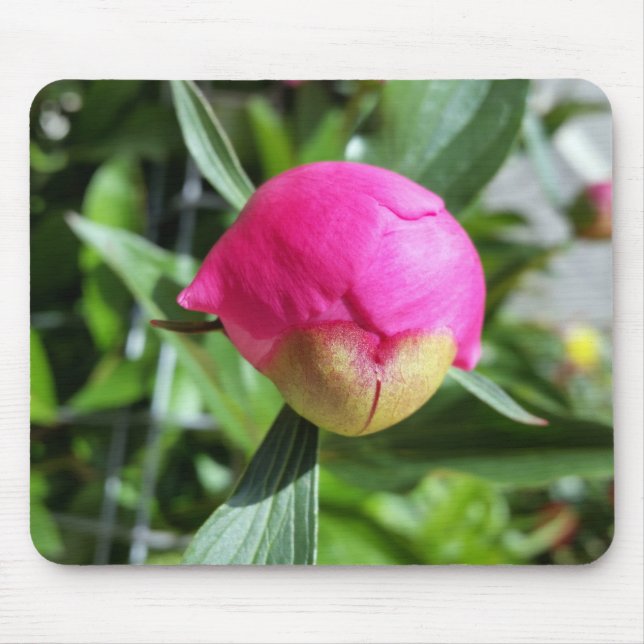 djup rosa musmatta (Framsidan)