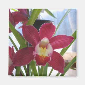 Djup Rosa Orchid Magnet