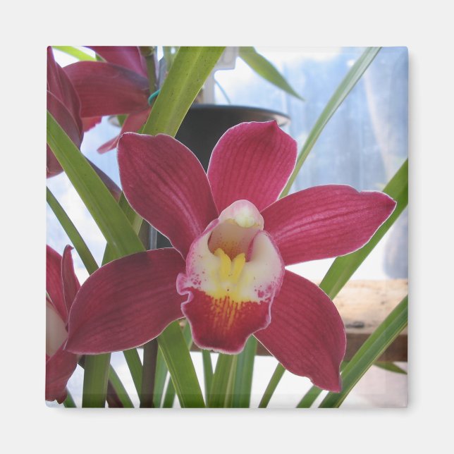 Djup Rosa Orchid Magnet (Framsidan)
