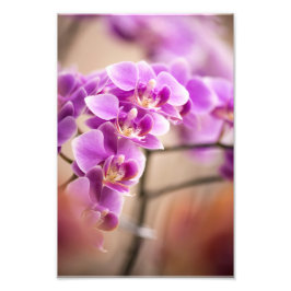 Djup Rosa Phalaenopsis Orchid Flower chain Fototryck