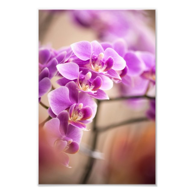 Djup Rosa Phalaenopsis Orchid Flower chain Fototryck (Framsidan)