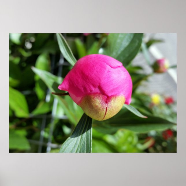 djup rosa poster (Framsidan)