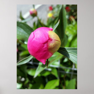 djup rosa poster