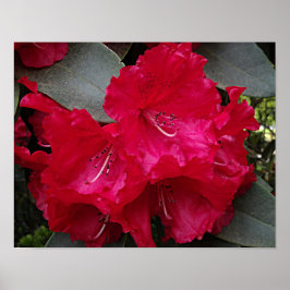 Djup Rosa Rhododendron Blomning Blommig Fotografis Poster