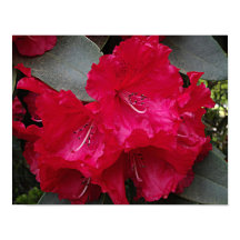 Djup Rosa Rhododendron Blomning Blommig Fotografis