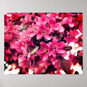 Djup Rosa Vår Crabapple Flower Blommars Poster