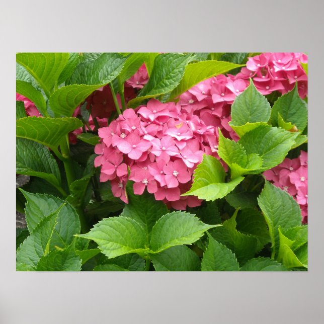 Djupa Rosa Hydrangea Blommor Poster (Framsidan)