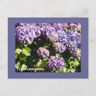 Djupa Violetta Hortensior Vykort