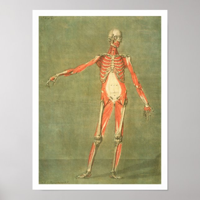 Djupare muskelsystem på kroppens framsida, p poster (Framsidan)