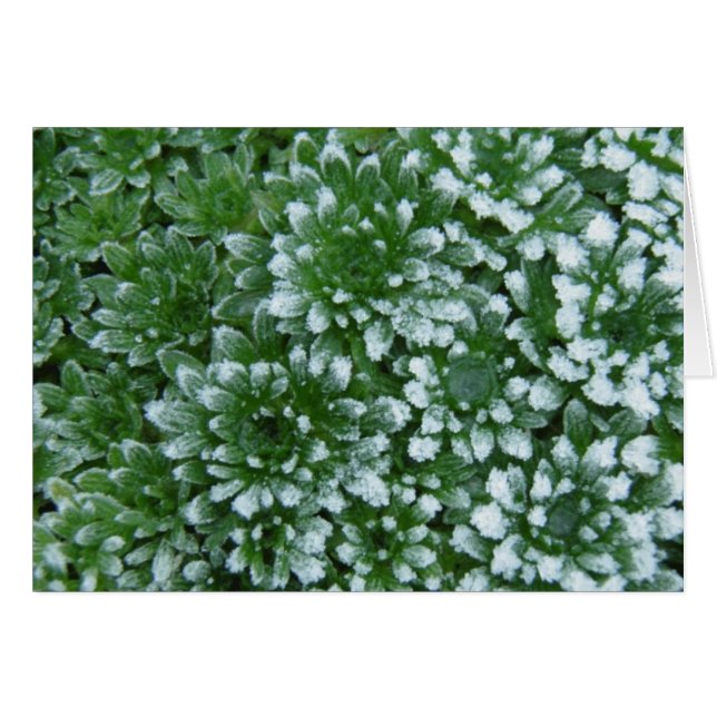 Djupfryst gröntar hälsningskort (Framsidan Horizontal)