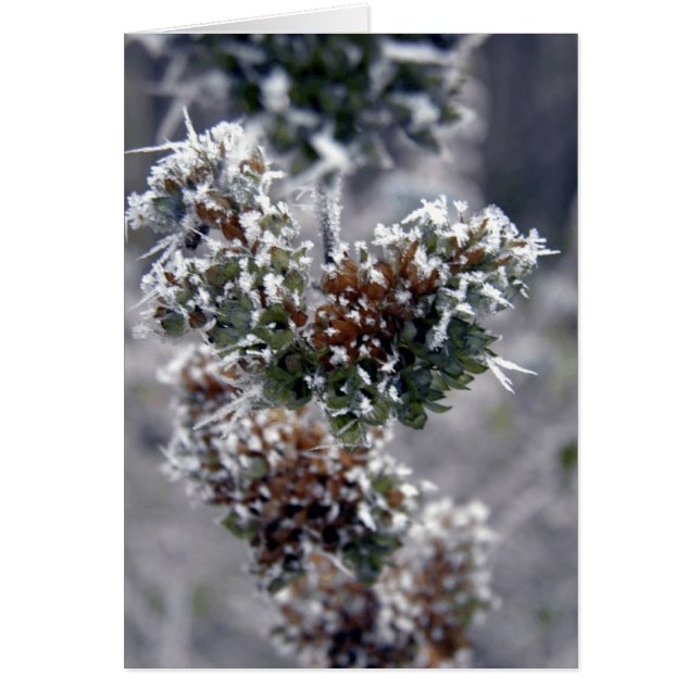 Djupfryst Hälsningskort (Framsidan)
