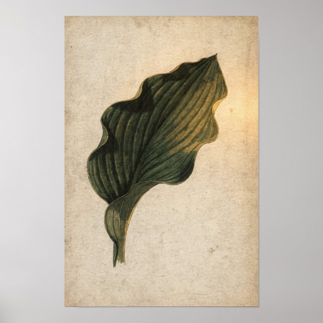 Djupgrön Hosta Leaf Botanisk Affisch (Framsidan)