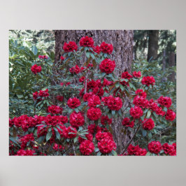 Djupröda Rhododendron Blommor Fotografiska Poster