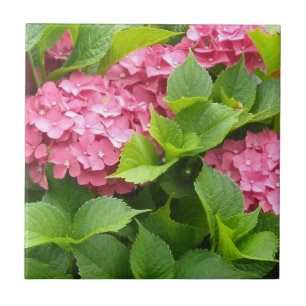 Djuprosa Hydrangeor Kakelplatta