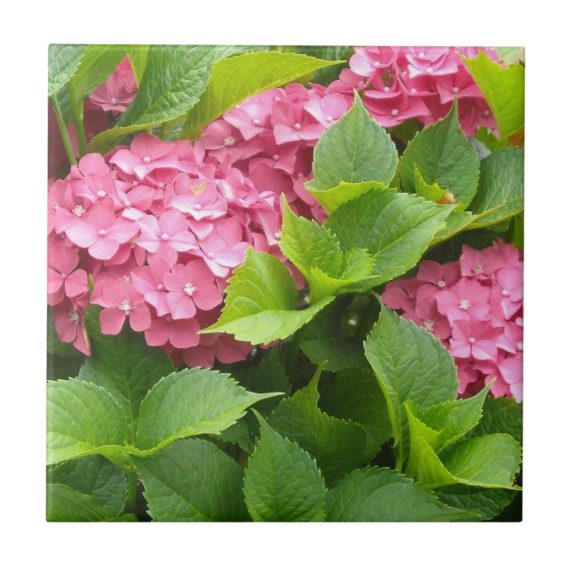 Djuprosa Hydrangeor Kakelplatta (Framsidan)
