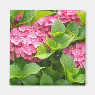 Djuprosa Hydrangeor Magnet
